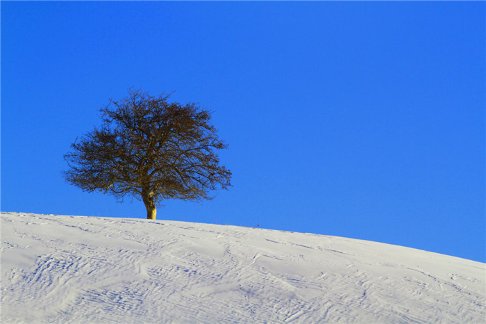 【纪检人·镜头】冬雪中的"诗情画意"