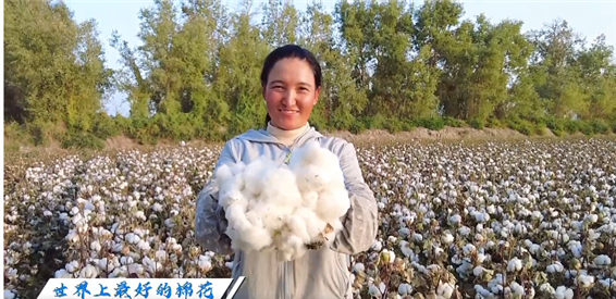 新疆棉原来是这样种的！3700万亩棉田开播，太壮观