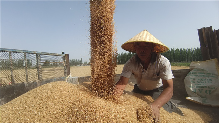 1.立秋時節，又是一年麥收景。連日來，博湖縣塔溫覺肯鄉各村農牧民群眾都投入到機械小麥搶收的熱潮中，全鄉小麥收割進入高峰期。（張夢涵  攝）.jpg