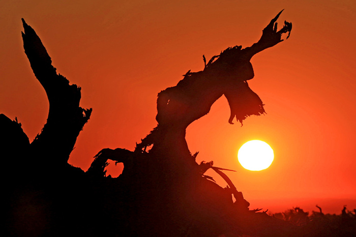 大漠夕阳剪影图片