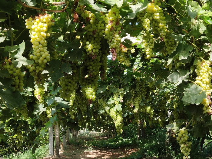 【纪检人镜头】 葡萄丰收季 生活甜如蜜