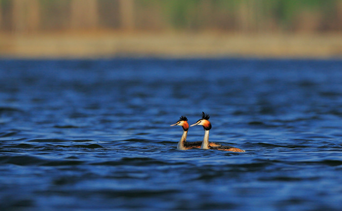 [镜头] 焉耆县:相思湖畔说相思