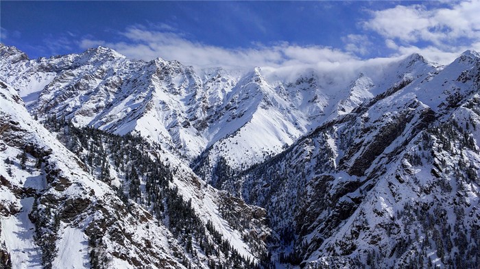 边树不觉春,天山长飞雪.