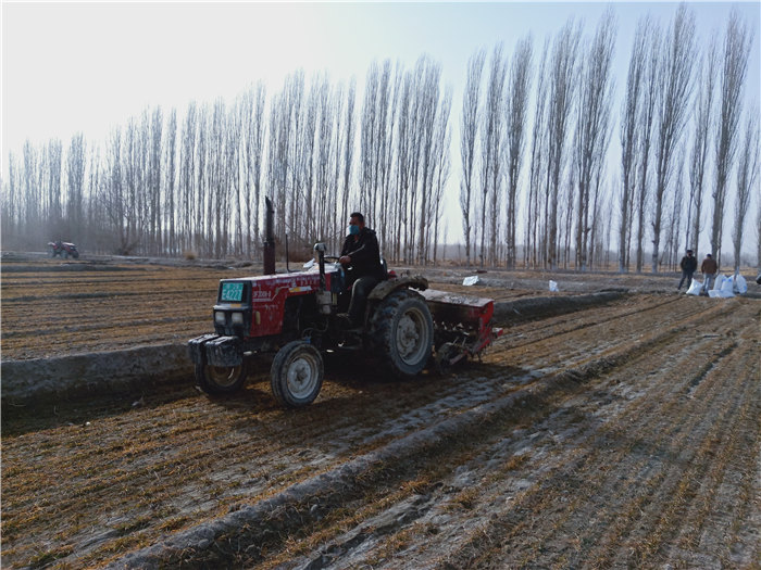 图8:拜城县大宛其管委会奥吐拉买里村农民正在对耕地进行施肥.jpg.jpg