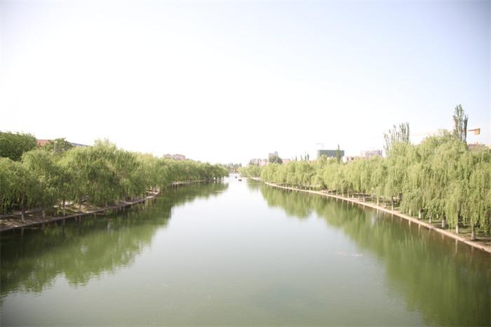 图九:沙雅县景观河烟柳缥缈,柳丝缕缕,绿中带黄,悠悠绵长,远远望去